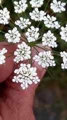 Ammi majus