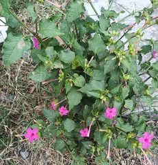 Mirabilis jalapa