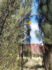 Grevillea eriostachya