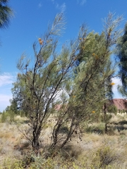 Grevillea eriostachya