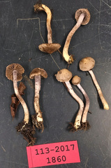 Inocybe pusio