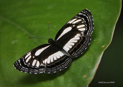 Neptis trigonophora