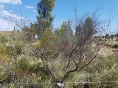Acacia maitlandii