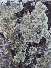 Protoparmeliopsis muralis