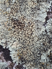 Protoparmeliopsis muralis