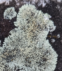 Protoparmeliopsis muralis