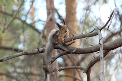Sciurus vulgaris