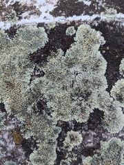 Protoparmeliopsis muralis