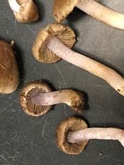 Inocybe pusio