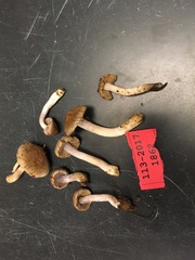 Inocybe pusio