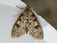 Palpita aenescentalis