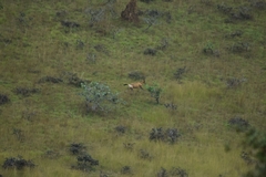Alcelaphus buselaphus