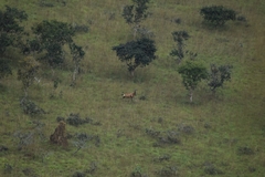 Alcelaphus buselaphus