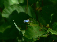 Hoplia coerulea