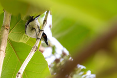 Dryoscopus gambensis