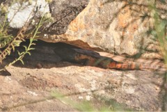 Pseudocordylus melanotus