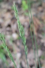 Festuca elegans
