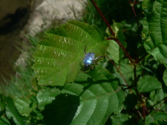 Hoplia coerulea