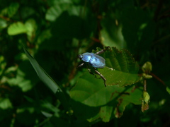 Hoplia coerulea