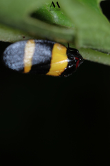 Sphenorhina
