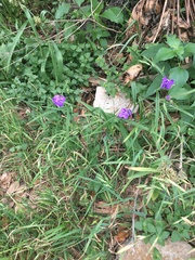 Tradescantia humilis