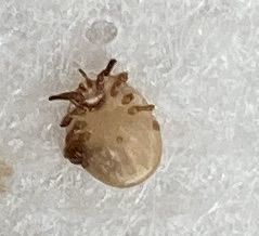 Amblyomma americanum