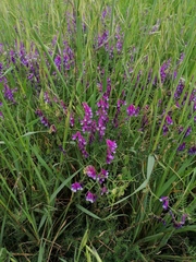 Vicia villosa