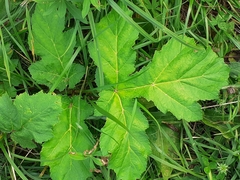 Heracleum sosnowskyi