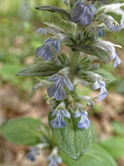 Ajuga reptans