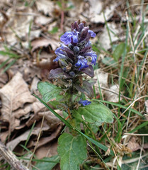 Ajuga reptans