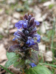 Ajuga reptans