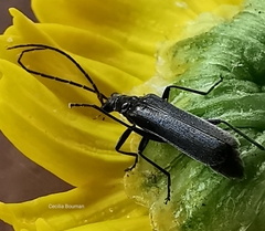 Rhagonycha hesperica