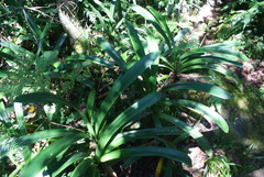 Clivia caulescens
