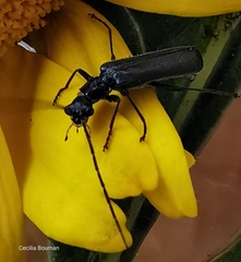 Rhagonycha hesperica