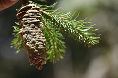 Abies jaliscana