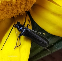 Rhagonycha hesperica