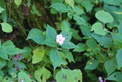 Impatiens sylvicola