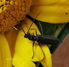Rhagonycha hesperica