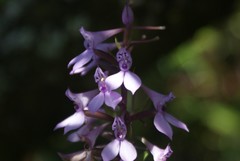 Brownleea coerulea