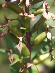 Brownleea coerulea