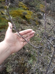 Pyrus elaeagrifolia