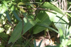 Brownleea coerulea