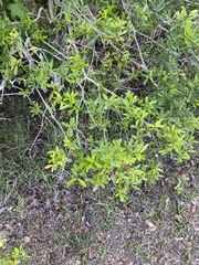 Ilex myrtifolia