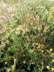 Erodium ciconium