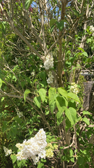 Syringa vulgaris
