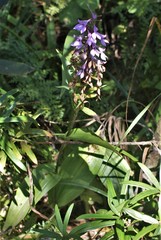 Brownleea coerulea