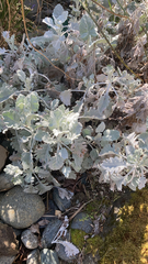 Jacobaea maritima