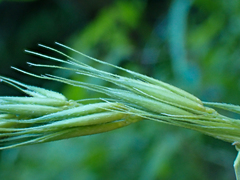 Elymus californicus