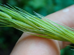 Elymus californicus