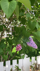 Syringa vulgaris